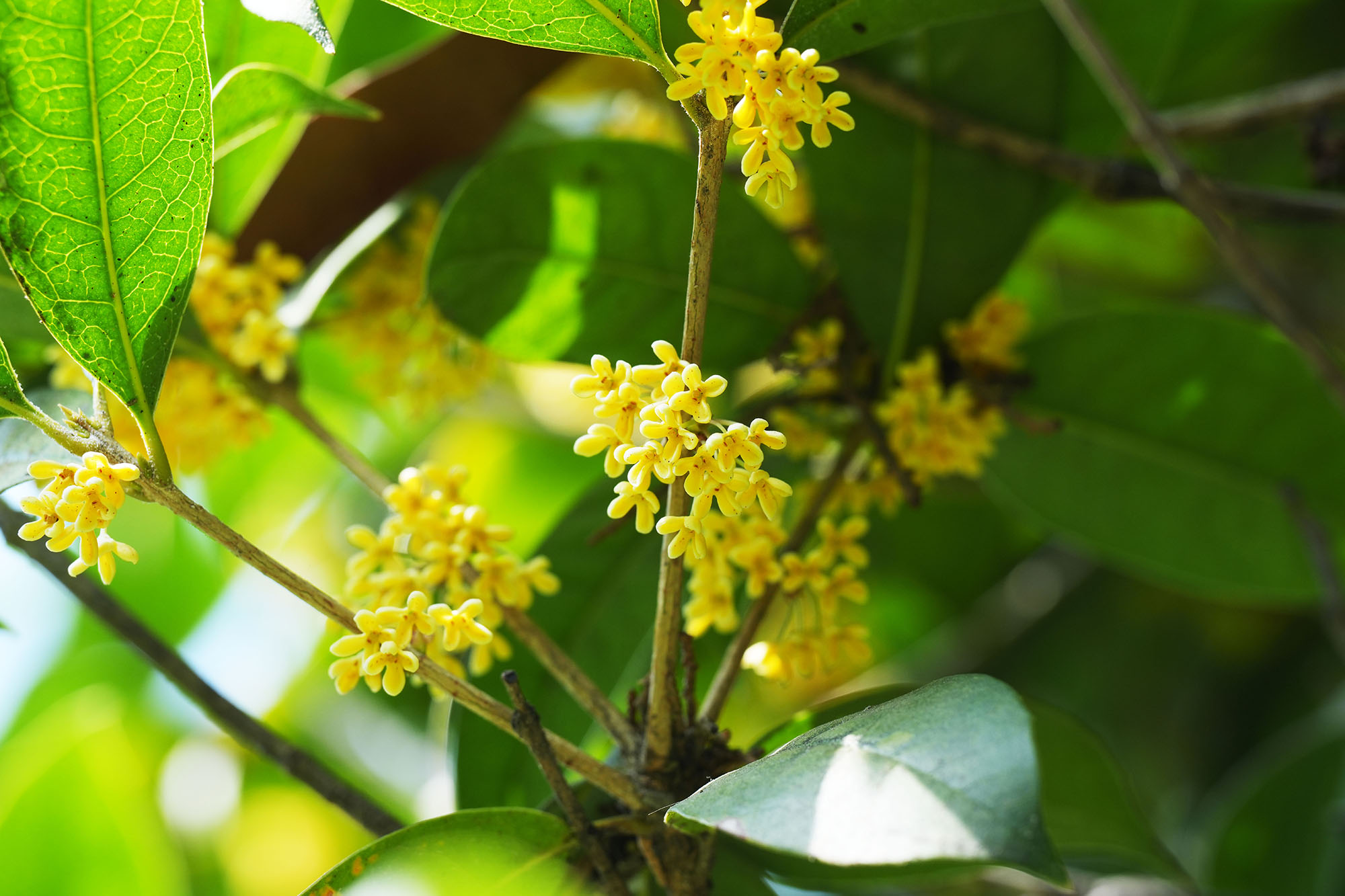 云顶集团·(中国)手机版app下载